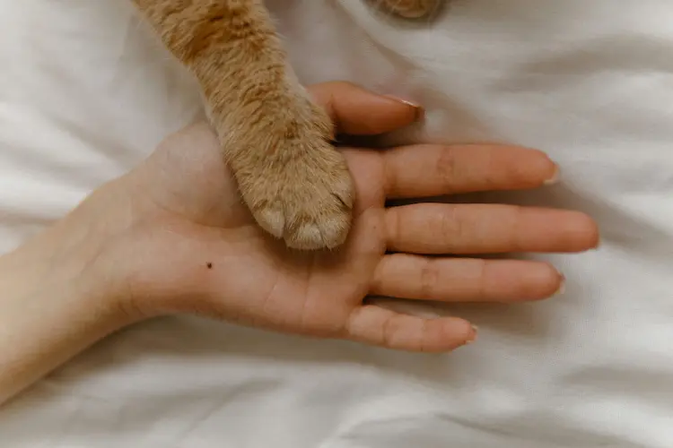 A cat's paw placed on a human's hand
