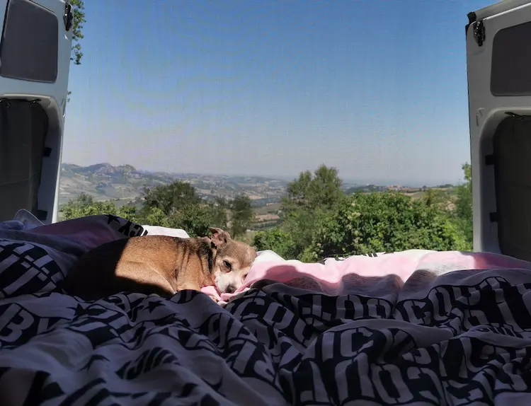 A small pup, laying in the sun in a van, with its doors open.