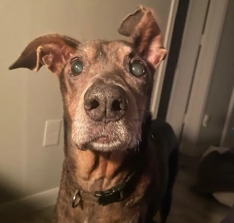 A big, brown dog, looking into the camera.