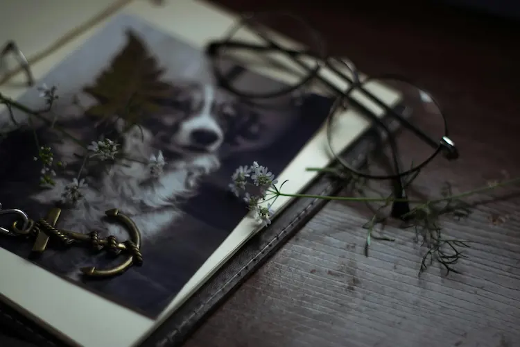 A picture of a dog.