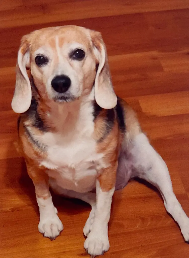 A small beagle pup, sitting on the floor.