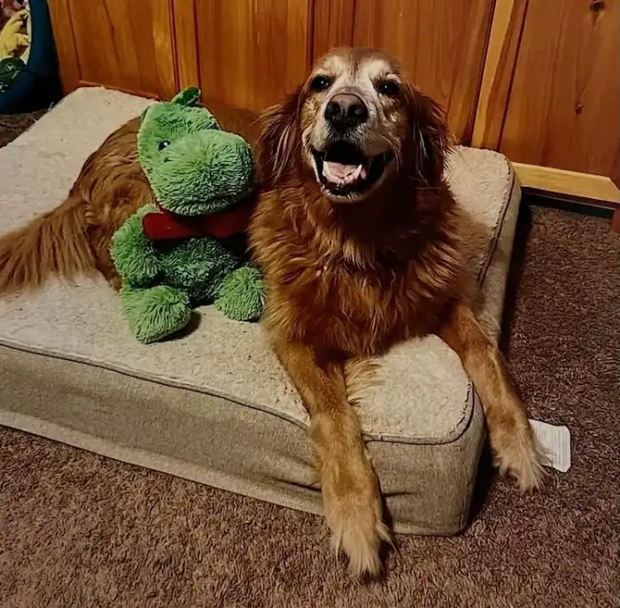 A golden retriever, sitting on a pillow, surrounded by toys.