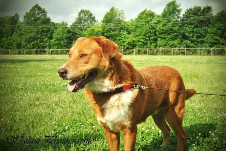 A big brown dog, photographed from the side.