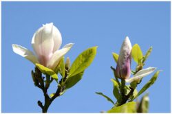 Magnolian blommar pa Igelbodaplatan logo