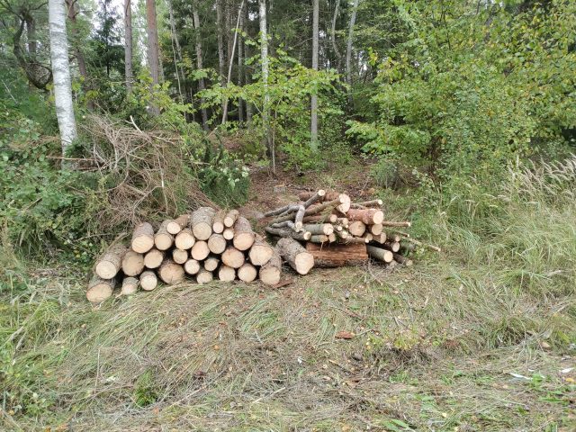 Hämta gärna ved från vår nygallrade skog!