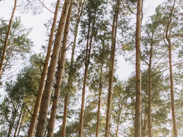 Information om kommande gallring av föreningens skogar