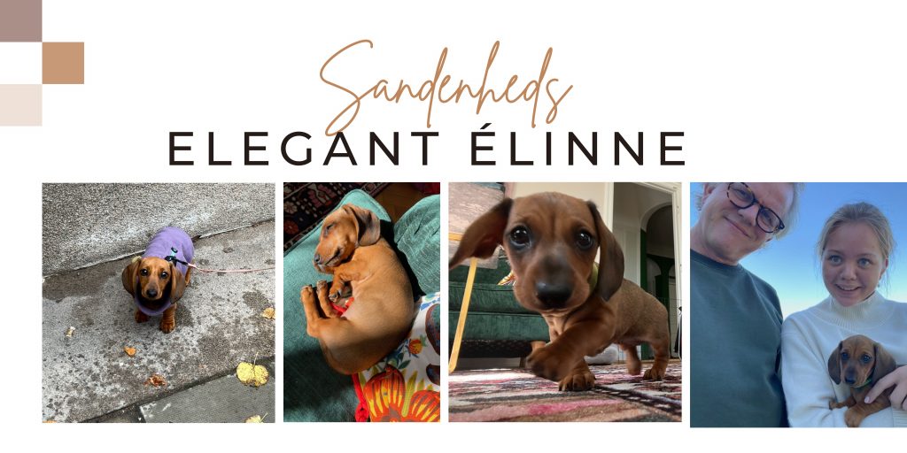 sandenheds elegant elinne
