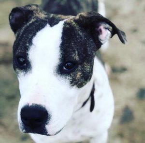 Mashia dog in need of help