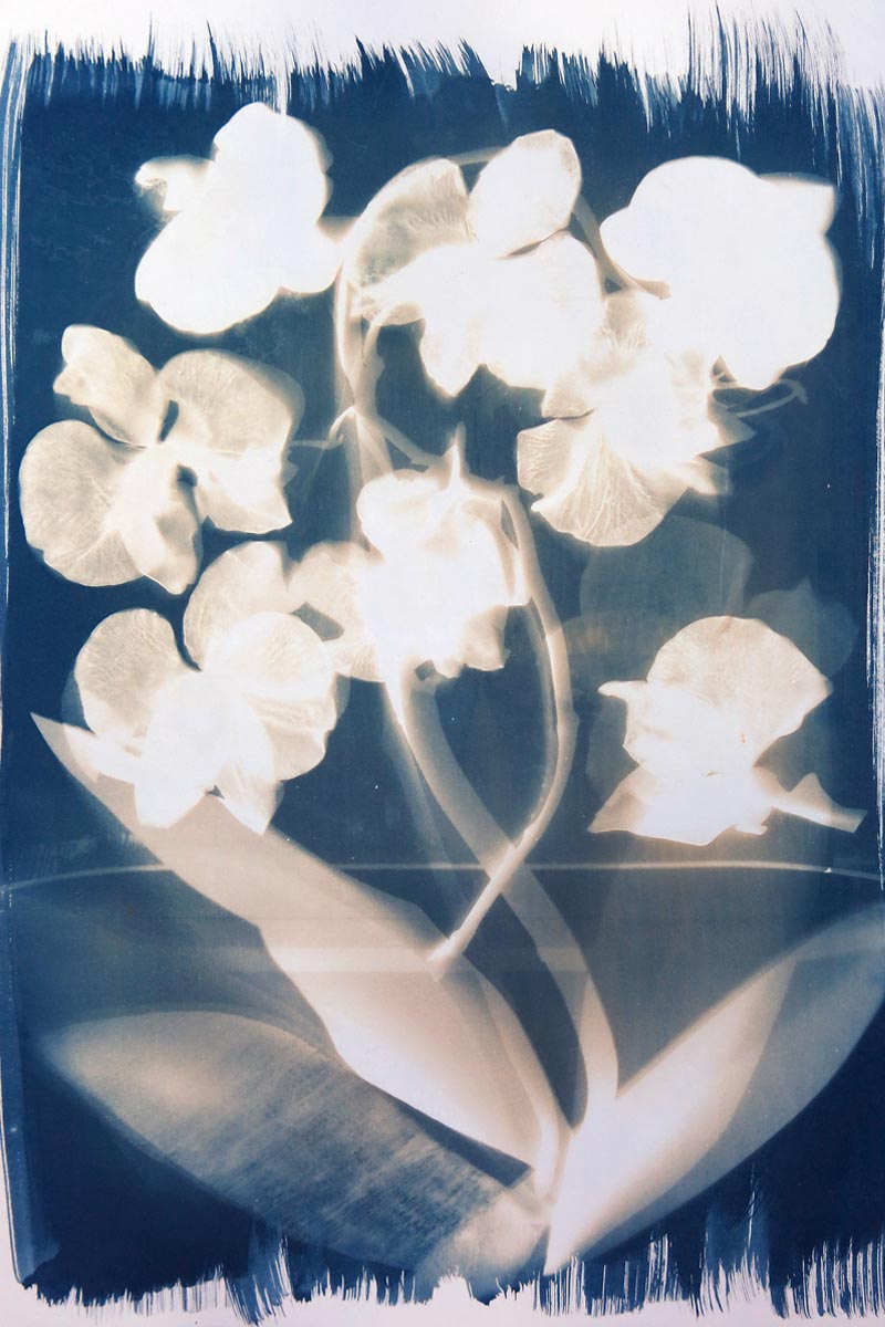 sarah-benko-cyanotypie-orchid-blueprint-deco