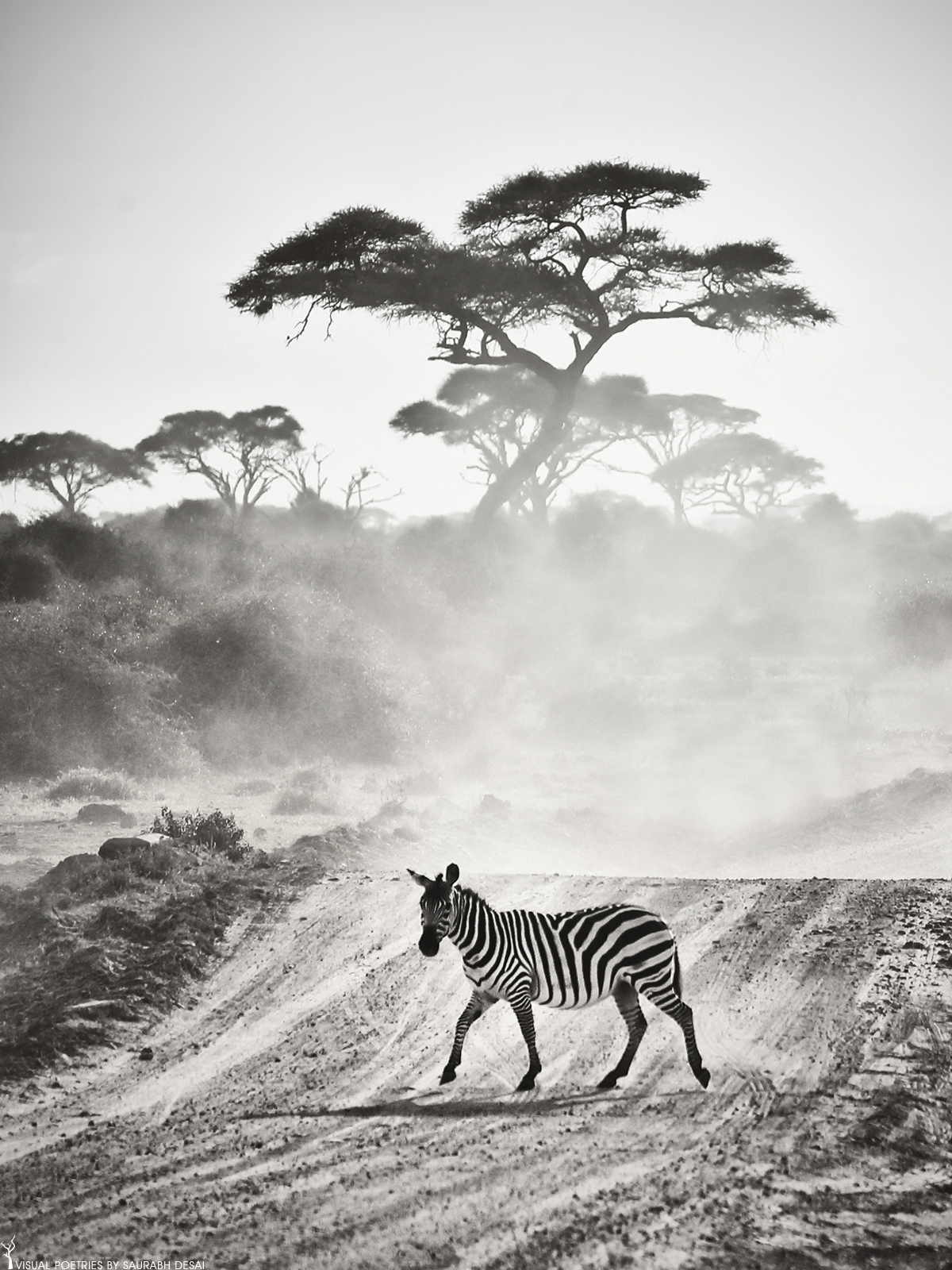 Zebra scape, monochrome