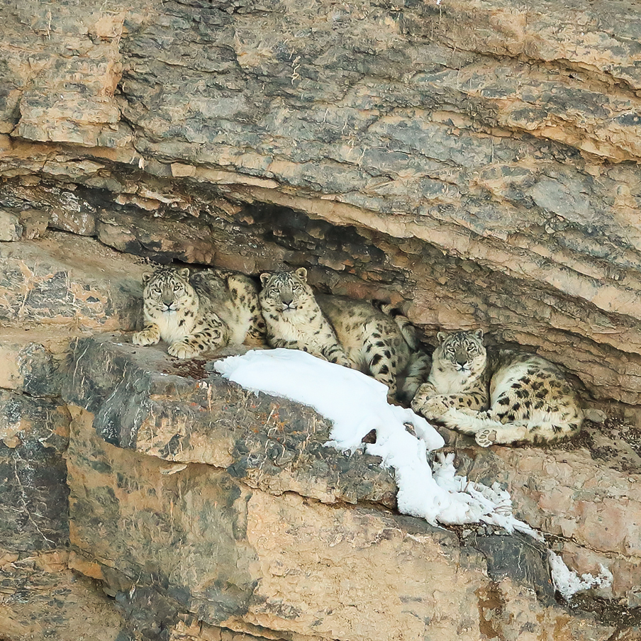 Snow Leopard Expedition, Spiti & Ladakh