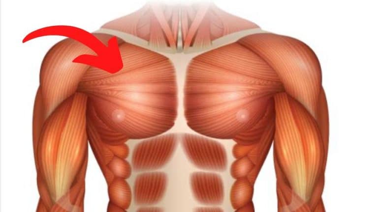 How do you build up the upper pectoral muscles?