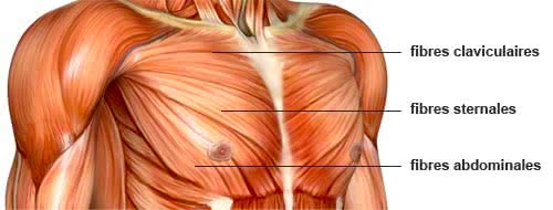 anatomie pectoraux