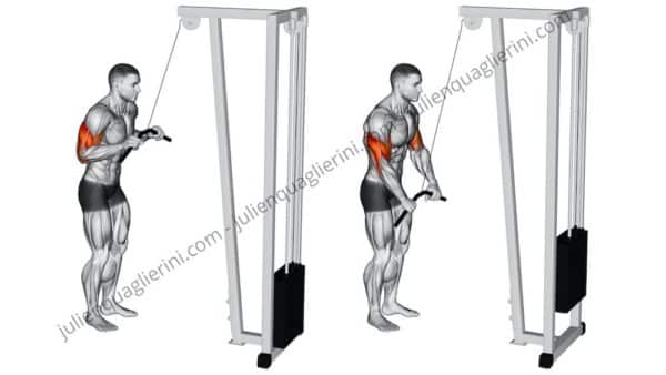 triceps extension high pulley