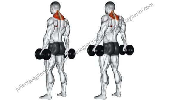 shrugs dumbbells