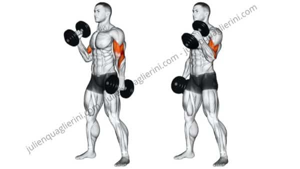 dumbbell curl