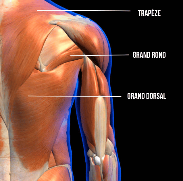 musculation dos