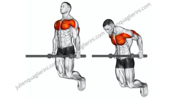 dips pour triceps