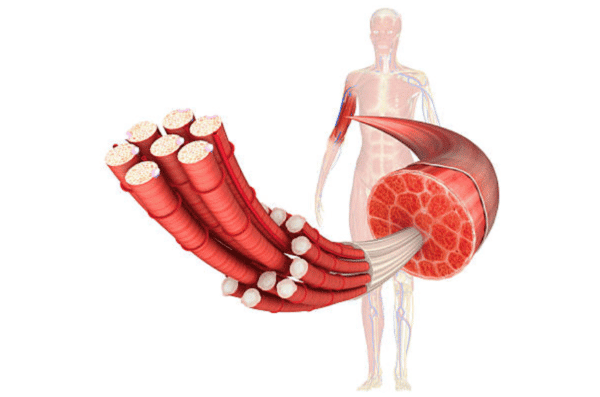 hypertrophie musculaire définition