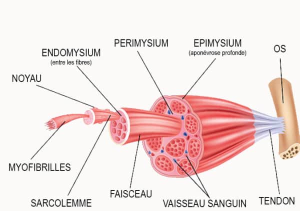 hypertrophie myofibrillaire