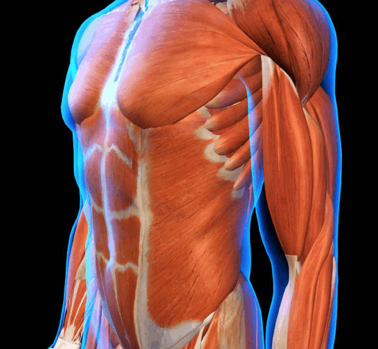 abdomen circuit