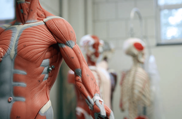 The muscles of the body and the different muscle groups