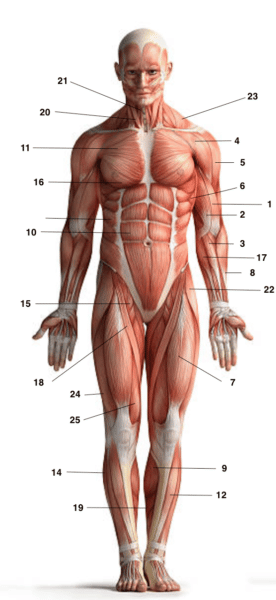 muscles du corps