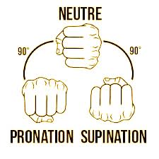 prises en musculation