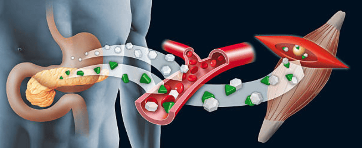 The pathway of glycogen in the body.