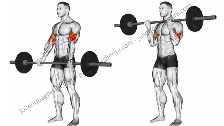 How to do the standing barbell curl?