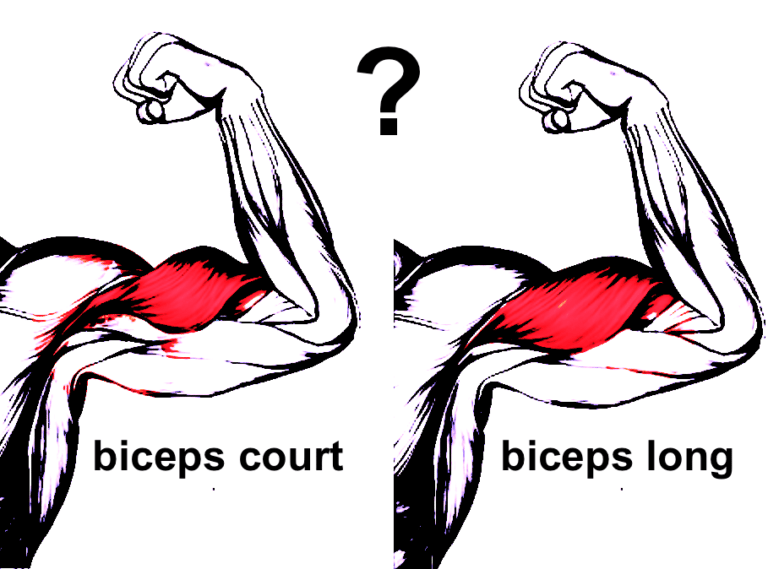 How do you know if you have short or long biceps?