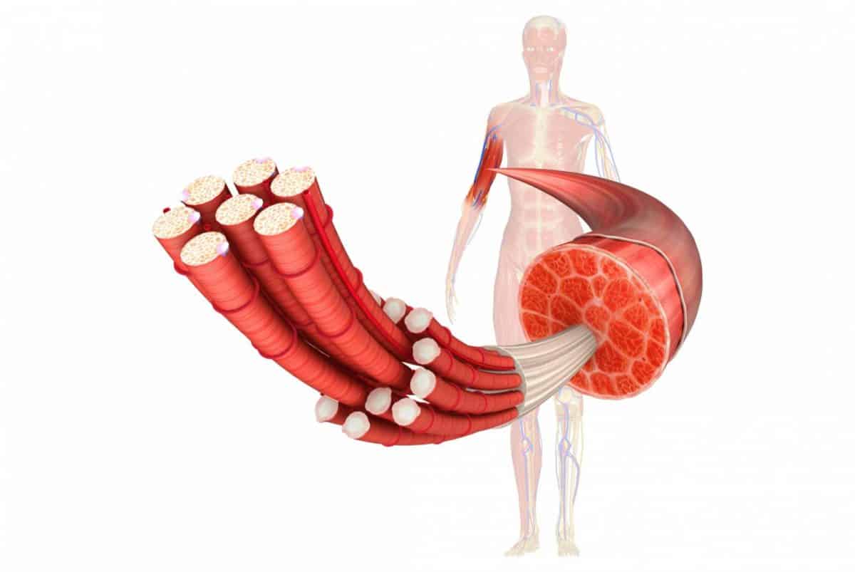 muscle fibre diagram