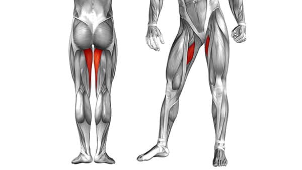 Anatomy of the adductors.