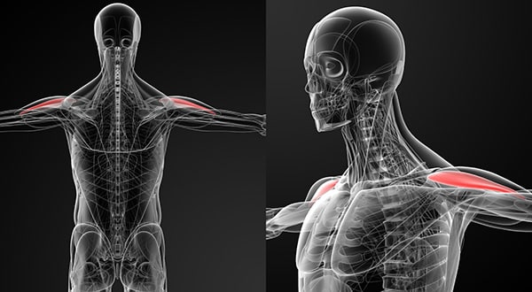 The anatomy of the shoulders seen on a skeleton.