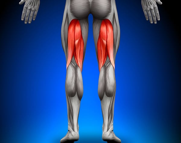 The anatomy of the hamstring muscles, located at the back of the thighs and marked in red on the image.