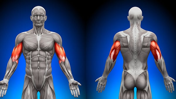 The anatomy of a human upper body, with the biceps and triceps muscles highlighted in red.