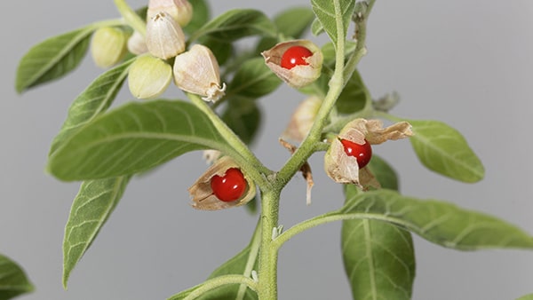 Une plante verte ashwagandha, dont les racines sont largement utilisées sous forme de compléments alimentaires par les sportifs et les pratiquants de musculation.