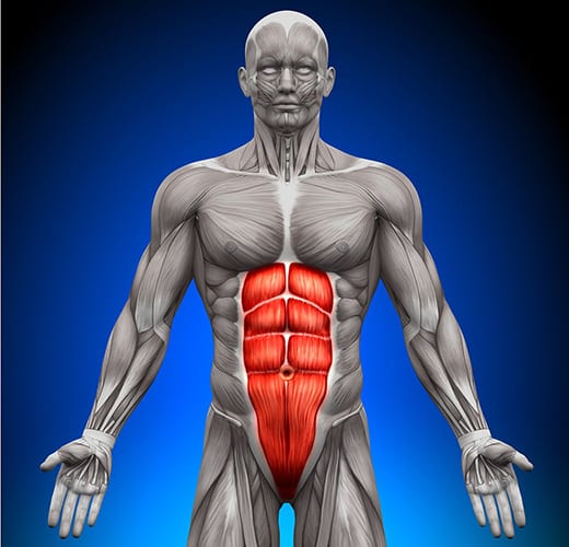 The anatomy of a human body with a red area designating the abdominal strap and pelvic floor.