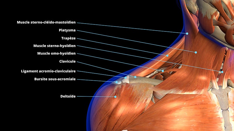 Anatomy of the neck, with arrows pointing out the various muscles and ligaments.