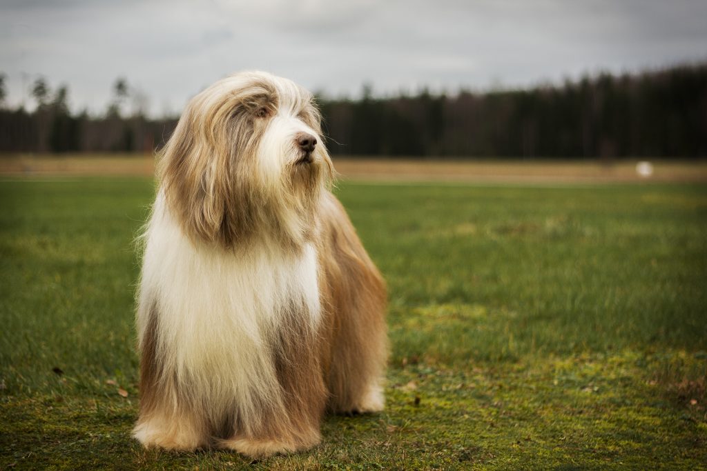 Pälsvård – Specialklubben för bearded collie