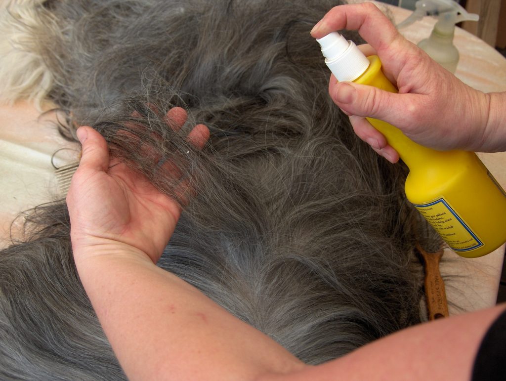 Pälsvård – Specialklubben för bearded collie