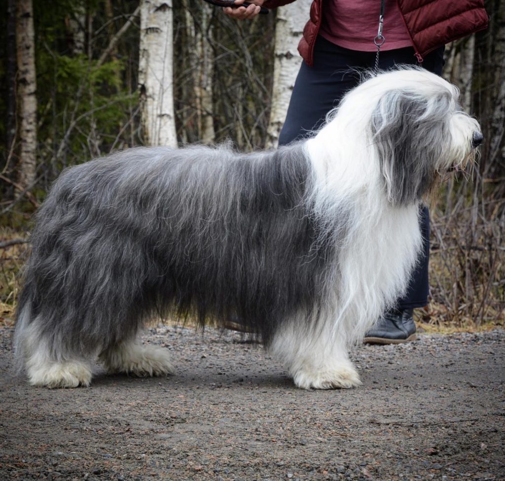 Vallklanens Bold Bacchus, "Sluggo"