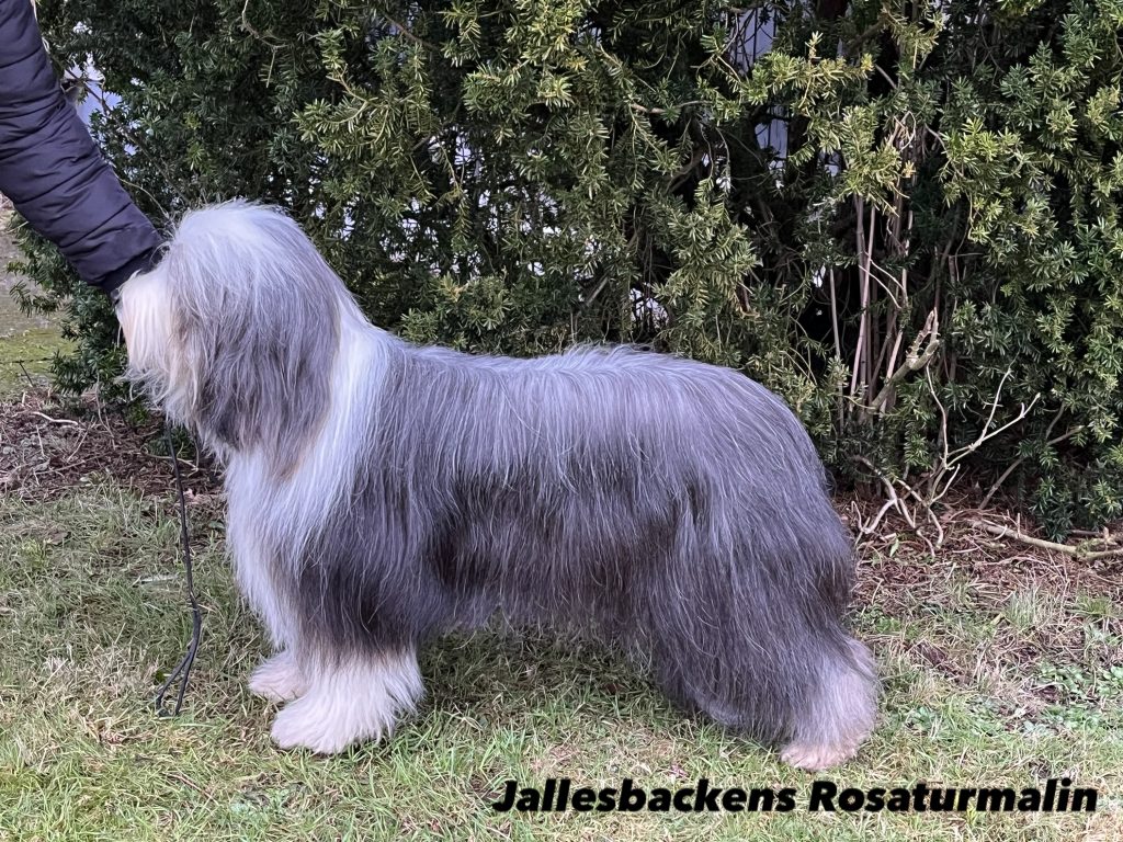 Jallebackens2025bild4