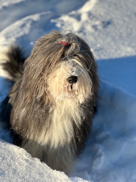 Alma vinter 2026
