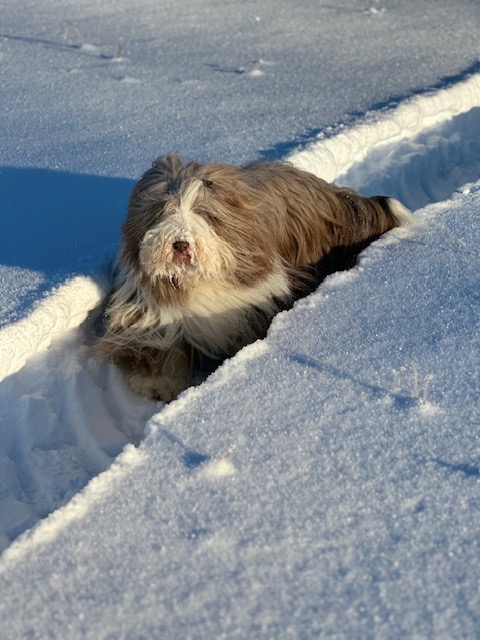 Alma vinter2026
