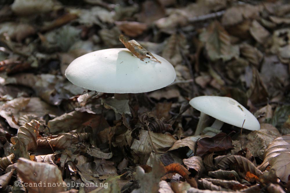 Champignons des sous-bois