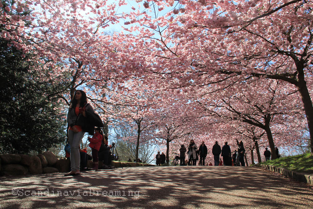 Marcher sous les cerisiers en fleur