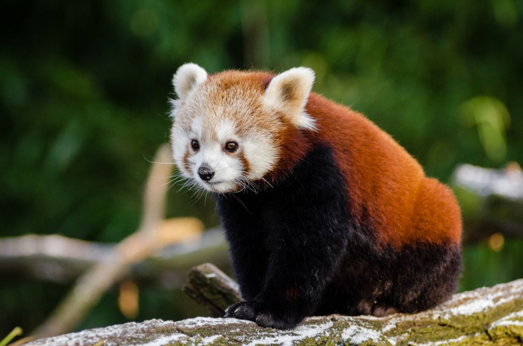 panda-rouge-Japon