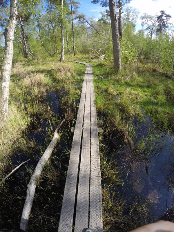 Passerelle dans les bois danois