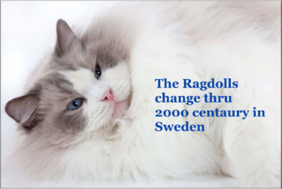 Läs mer om artikeln The Ragdolls change through 2000 century in Sweden